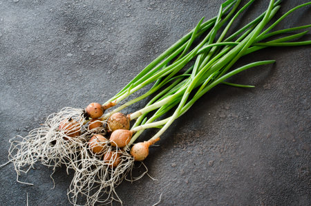 Fresh organic green onions freshly picked from garden bed. Bunch of spring onions on dark concrete...