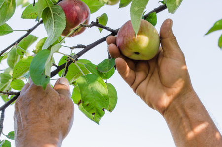 Picking Apple in Orchard by Hand, Organic Fresh fruit from Farm.