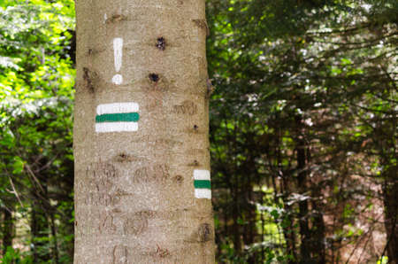 Detail of touristic marking on green hiking trails. Marks painted on the tree trunk. Symbol points right way to go. Forest navigating map.の写真素材