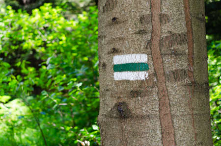 Detail of touristic marking on green hiking trails. Marks painted on the tree trunk. Symbol points right way to go. Forest navigating map.の写真素材