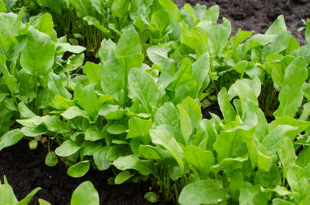 Fresh Organic Sorrel Growing in Garden Green Sorrel Leaves on Garden Bedの写真素材