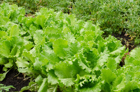 Fresh Organic Lettuce Growing in Garden Green Leafs Salad on Garden Bed