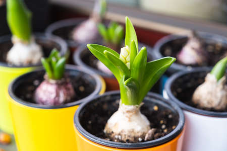 Hyacinth bulbs growing in flower pots. Spring flowers on the windowsillの写真素材