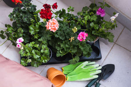 Spring Flowers in Pots Ready For Planting and Gardening Tools.の写真素材