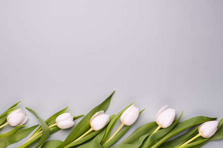 Border of white tulips on a pale gray background. Mockup for spring greeting card.の写真素材