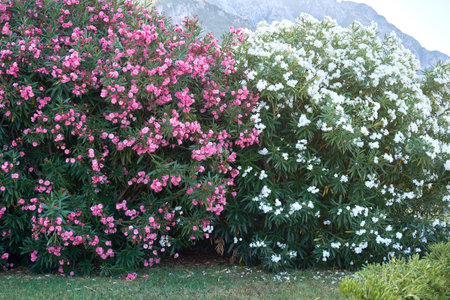 Pink and white blooming Nerium oleander in a public park near the seaの写真素材