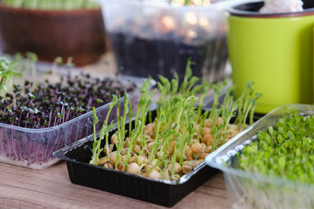 Kitchen garden - microgreens growing on windowsill at homeの写真素材