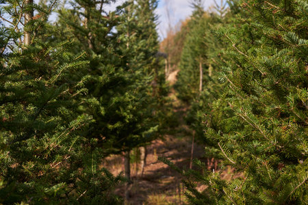 Christmas tree nursery for sale. Christmas trees at farmers market are sold during holiday seasonの写真素材