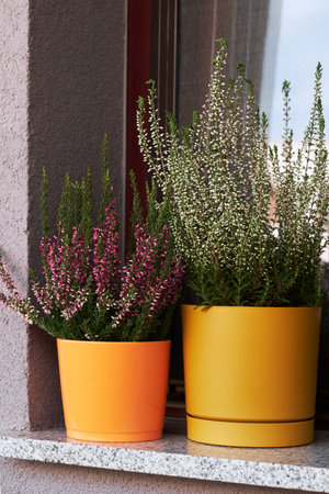 Blooming heather flowers in yellow pots on windowsill on balcony. Autumn floral decoration.の写真素材