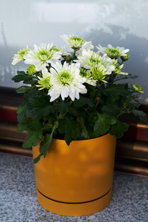 Blooming chrysanthemums on the windowsill. Fall hygge home decor on balcony.の写真素材