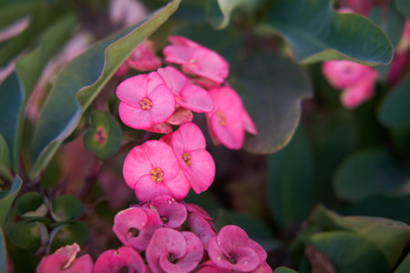 Bright Pink Euphorbia Milii Flowers in Sunlight, Tropical Garden Beauty.の写真素材