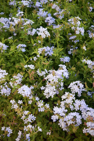 White Plumbago auriculata Flowers Amidst Lush Foliage, Symbol of Harmony in Garden Design.の写真素材