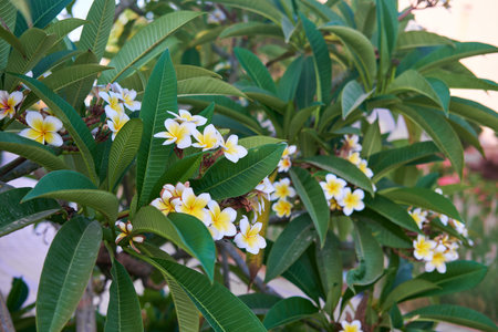 Bright Plumeria alba Blossoms Against Green Foliage.の写真素材