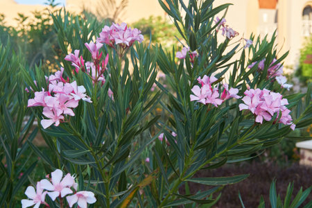 Vibrant Pink Nerium Oleander Blooms, Mediterranean Shrub in Summer Garden.の写真素材