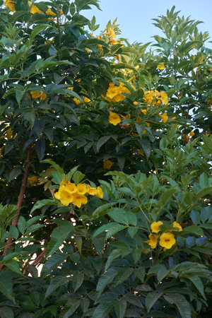 Bright yellow Tecoma stans flowers among verdant leaves in a sunlit gardenの写真素材