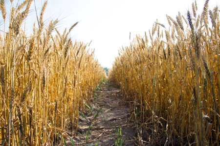 the path along a field of summer wheatの写真素材
