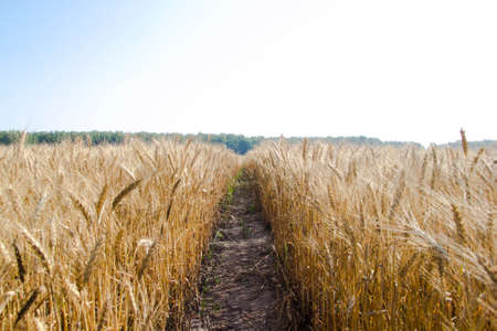 the path along a field of summer wheatの写真素材