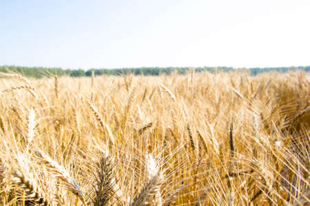 the path along a field of summer wheatの写真素材