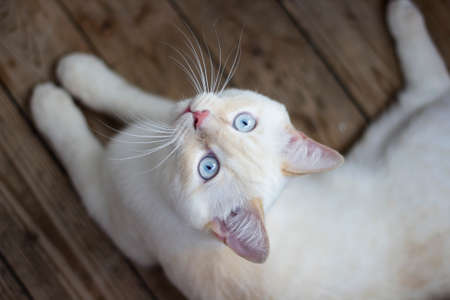 white cat with blue eyes lying on wooden floor. The view from the topの写真素材