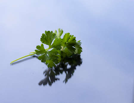 set fresh vegetable with green leaf isolated on backgroundの写真素材