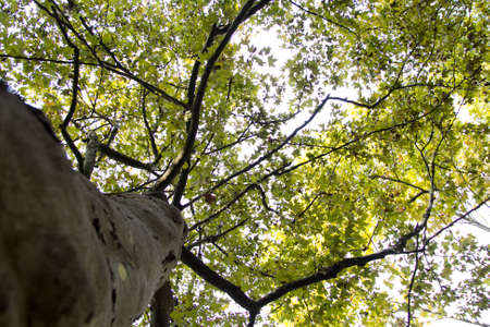 views of the oak trees in the Park top viewの写真素材