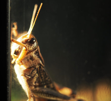 the locust pest closeup on the sheetの写真素材