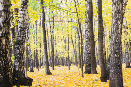 forest Sunny autumn, a carpet of yellow leavesの写真素材
