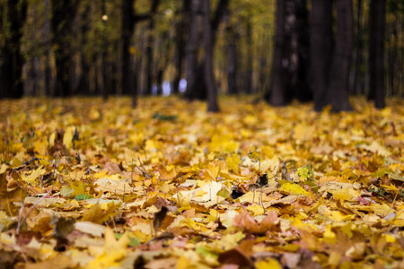 yellow autumn leaves