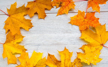 autumn leaves on the plane tree as a background