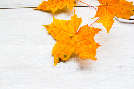autumn leaves on the plane tree as a background