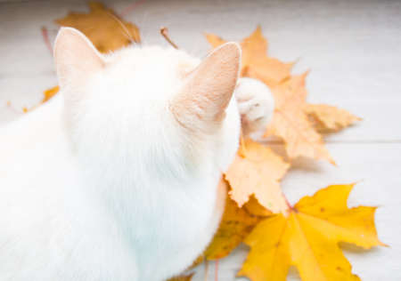 cat playing with autumn leaves is very funnyの写真素材