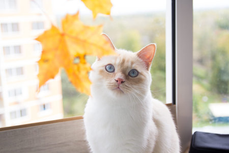 cat playing with autumn leaves is very funny