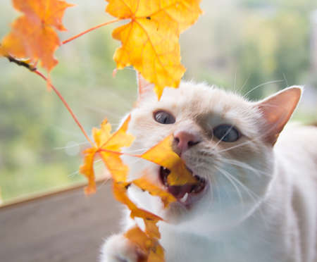 cat playing with autumn leaves is very funnyの写真素材