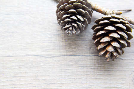 pine conesの写真素材
