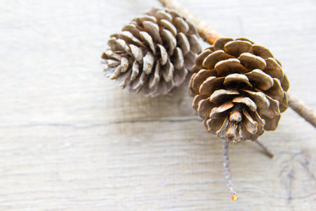 pine cones