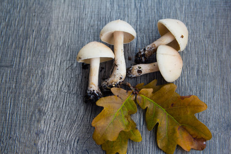 autumn background with mushrooms and leaves on wooden base