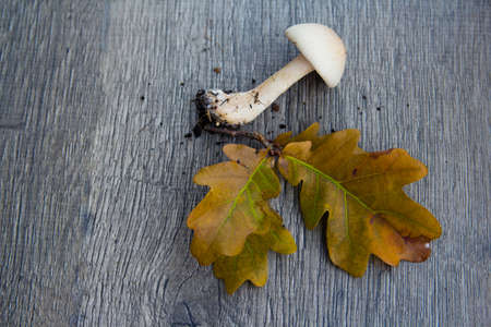 autumn background with mushrooms and leaves on wooden baseの写真素材