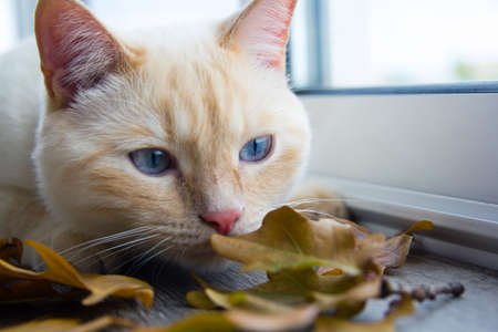 white cat with blue eyes plays with autumn leavesの写真素材
