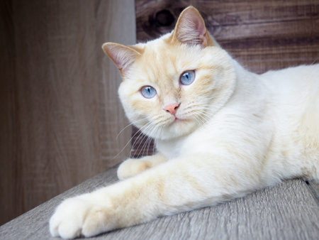 adult white cat with blue eyes playing on wooden background, paws, muzzle, tailの写真素材