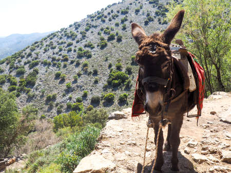 A donkey in summer mountains, the Greek island of Crete islandの写真素材