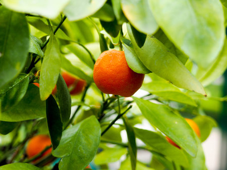mandarin fruits on a tree, background, Ripe tangerines on a tree branch.