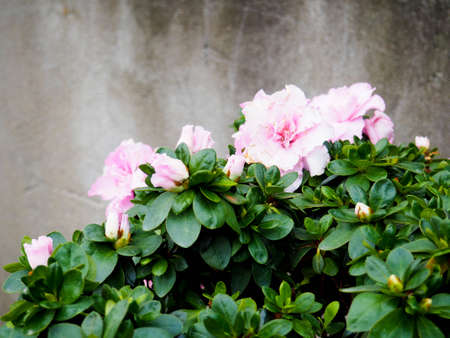 Pink beautiful tulips in the garden, group of pink tulips.の写真素材