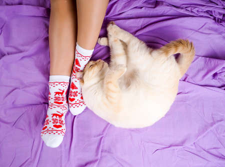 Cat lying on sofa in living room decorated for Christmas, female legs in Christmas socks, next to the cat curled up, the concept of comfort.の写真素材