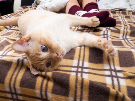 Cat lying on sofa in living room decorated for Christmas, female legs in Christmas socks, next to...