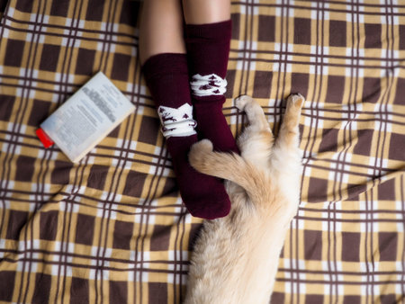 Cat lying on sofa in living room decorated for Christmas, female legs in Christmas socks, next to...