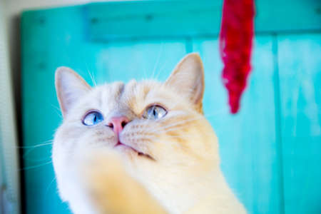 curious white cat with very vivid facial expressions of sadness, fun, funny, sad, with blue eyes playing with a red heartの写真素材