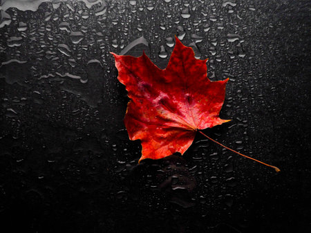 Autumn leaves over black background with copy space, Abstract background of autumn leavesの写真素材