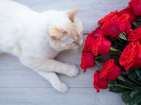 white fluffy house cat and a bouquet of roses , on wooden background, space for text.の写真素材