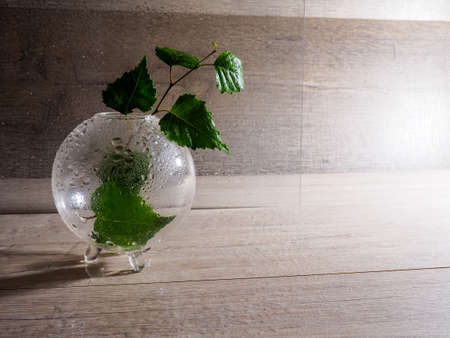 small bottles with plant birch on wooden background with raindrops, health, beauty and treatment concept, space for text.の写真素材