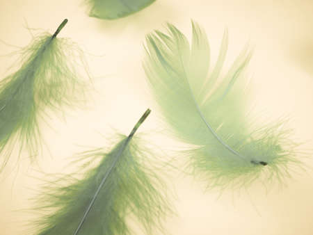 blue feathers on background, soft, as background, Valentine's dayの写真素材